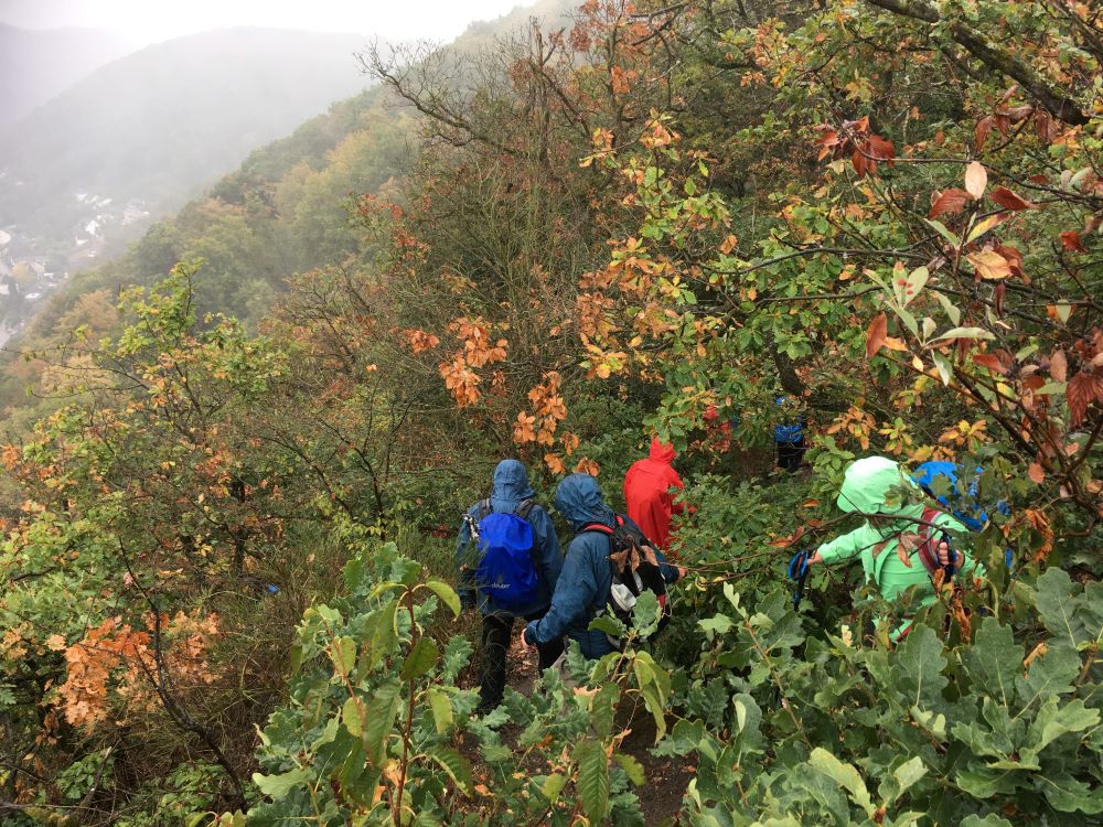 Himmelsleiter im Gebüsch